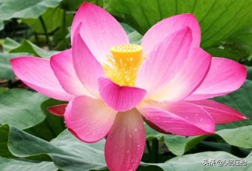 关于菊花的诗句有哪些（关于菊花的诗句有哪些三年级）